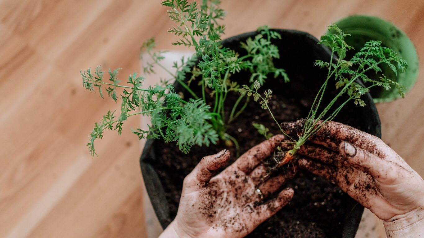 植物をプランターに植えている画像