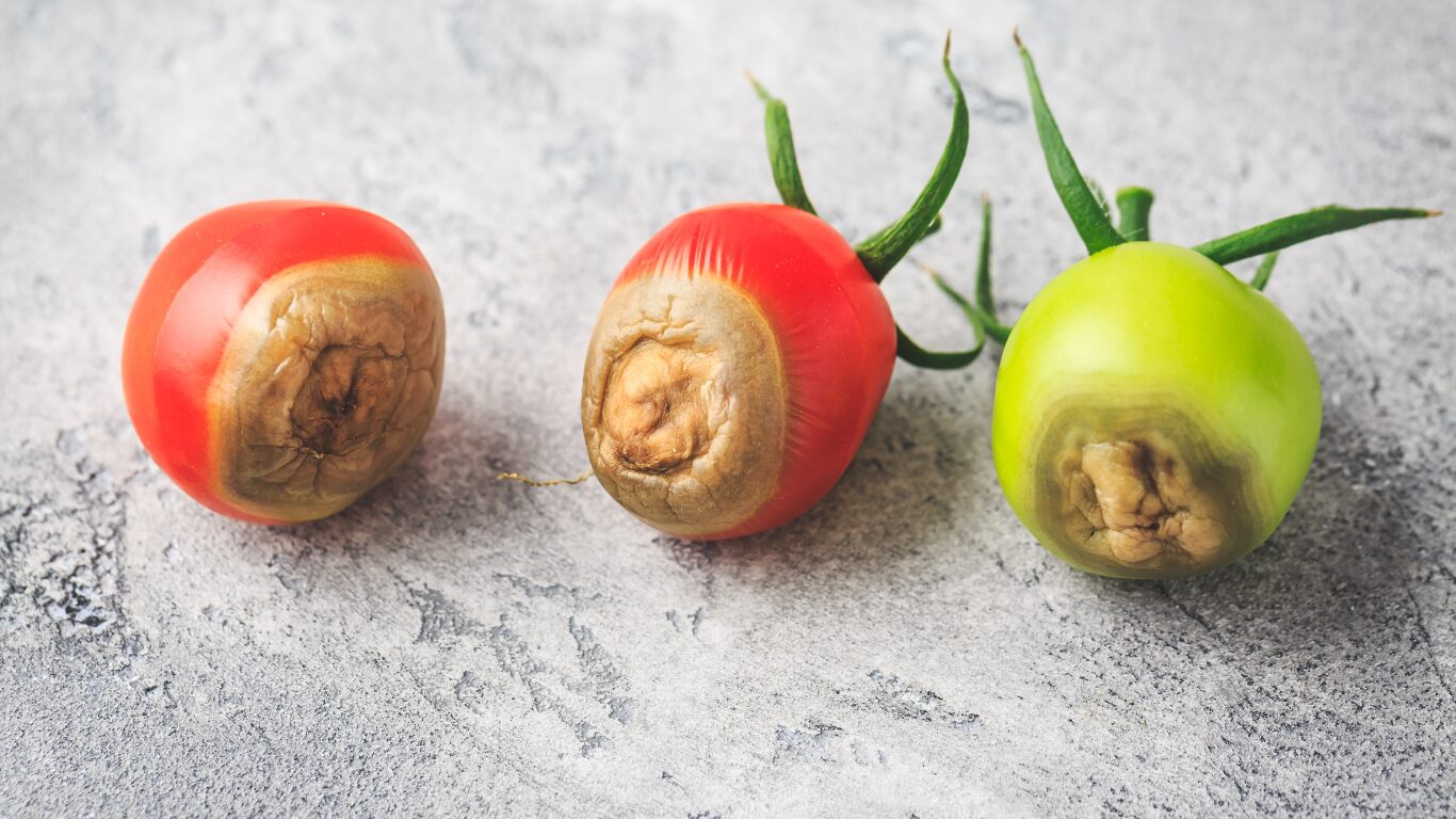 栄養不足のミニトマトが3つだけおいてある画像